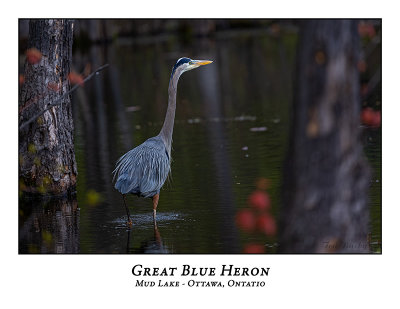 Great Blue Heron-083
