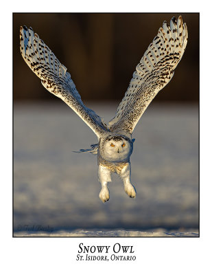 Snowy Owl-134