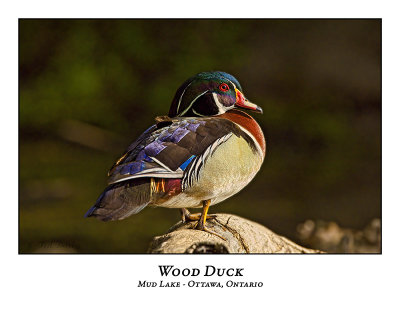 Wood Duck-030