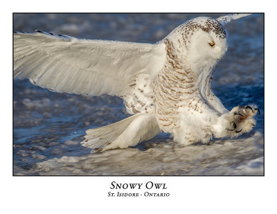 Snowy Owl-135