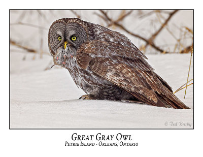 Great Gray Owl-213