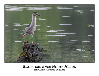 Black-crowned Night-Heron-015