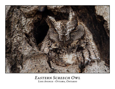 Eastern Screech Owl-029