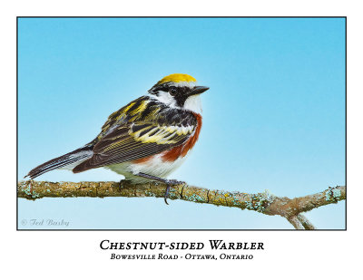 Chestbut-sided Warbler-021