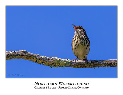 Northern Waterthrushes