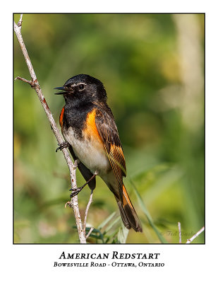 American Redstart-017