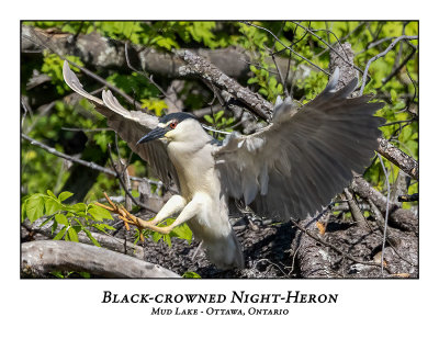 Black-crowned Night-Heron-016