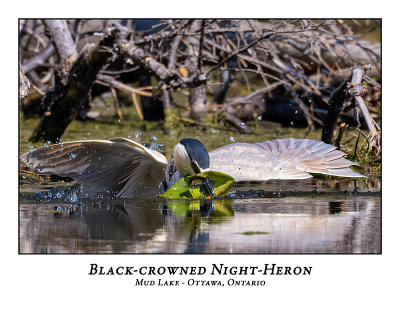 Black-crowned Night-Heron-017