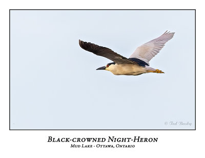 Black-crowned Night-Heron-019