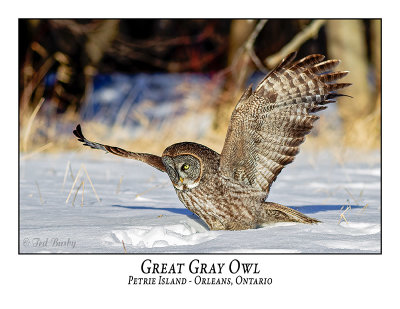 Great Gray Owl-215