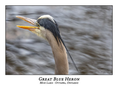 Great Blue Heron-084