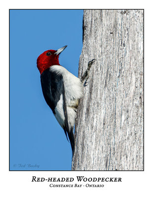 Red-headed Woodpecker-009