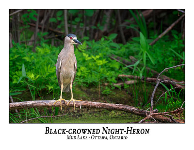 Black-crowned Night-Heron-021