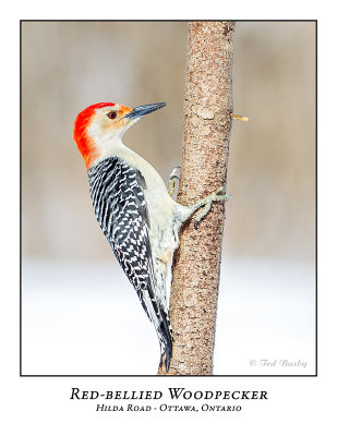 Red-bellied Woodpecker-006