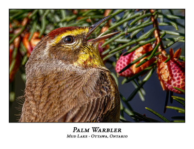 Palm Warblers