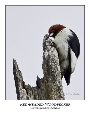 Red-headed Woodpecker-010