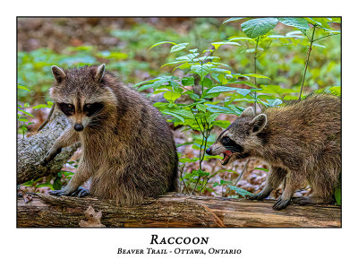 Raccoon-002