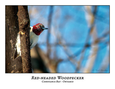 Red-Headed Woodpecker-011