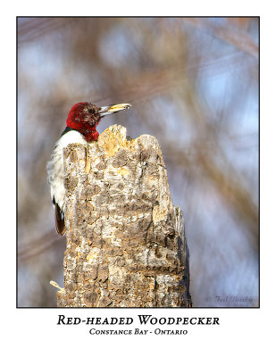 Red-Headed Woodpecker-012