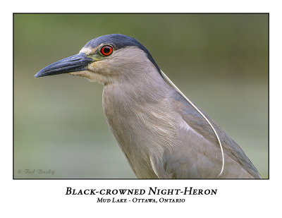 Black-crowned Night-Heron-022