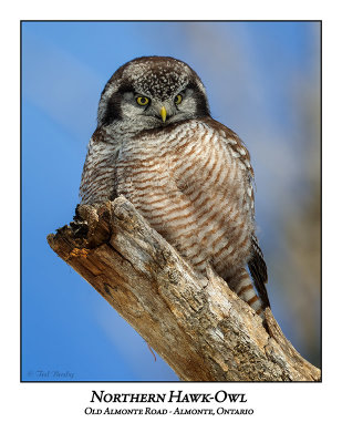 Northern Hawk-Owl-134