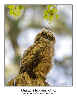 Great Horned Owl-066