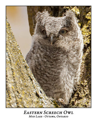 Eastern Screech Owl-030