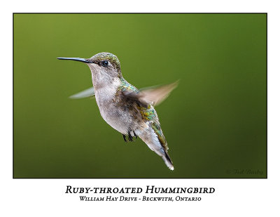 Ruby-throated Hummingbird-014
