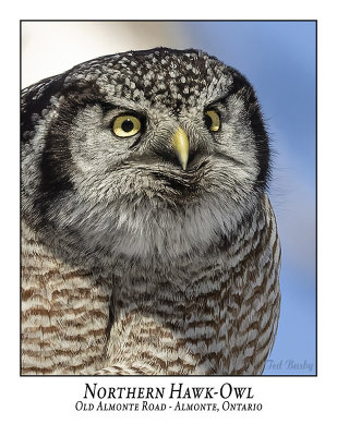 Northern Hawk-Owls