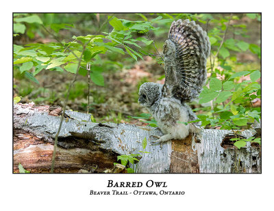 Barred Owl-048