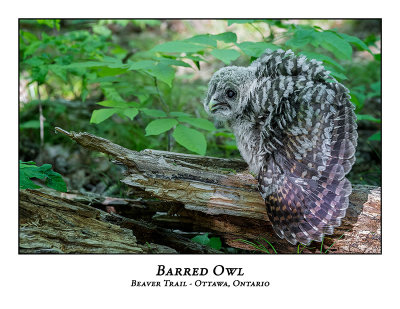 Barred Owl-049