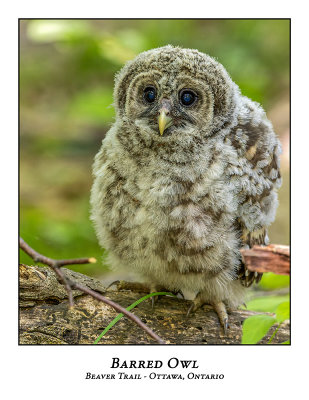 Barred Owl-050