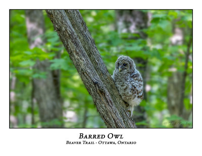 Barred Owl-051