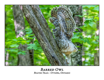 Barred Owl-052