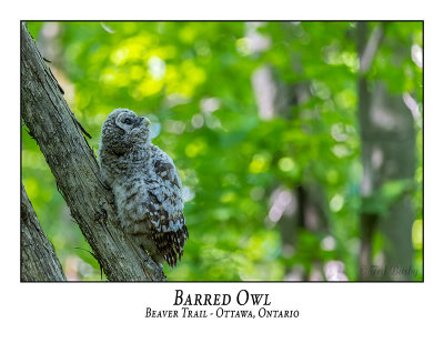 Barred Owl-053