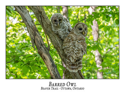 Barred Owl-054