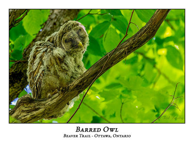 Barred Owl-055