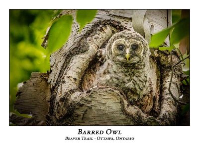 Barred Owl-057