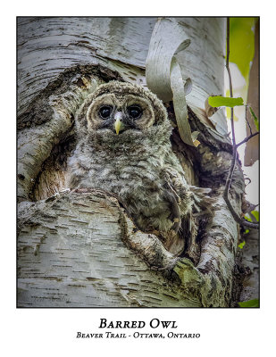 Barred Owl-058