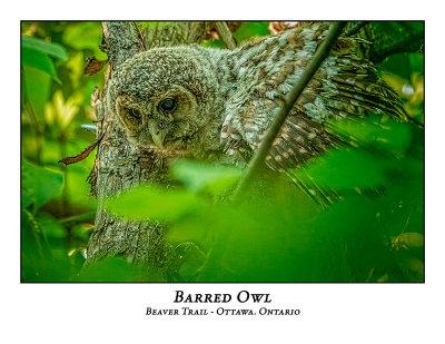 Barred Owl-059
