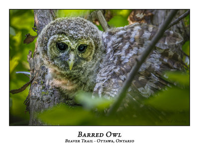 Barred Owl-060
