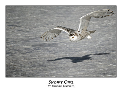 Snowy Owl-136