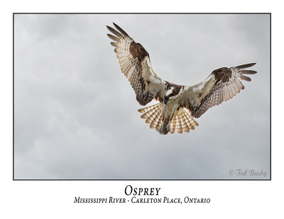 Osprey-014