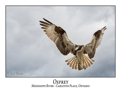 Osprey-016