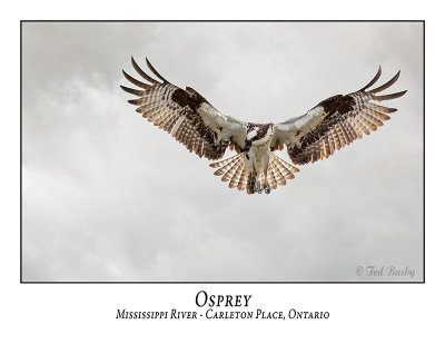 Osprey-017
