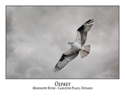 Osprey-019