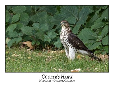 Cooper's Hawk-008