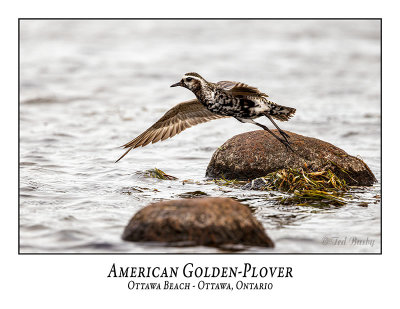 American Golden-Plover-004