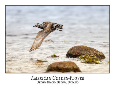 American Golden-Plover-005