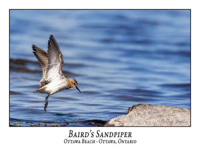 Baird's Sandpiper-001